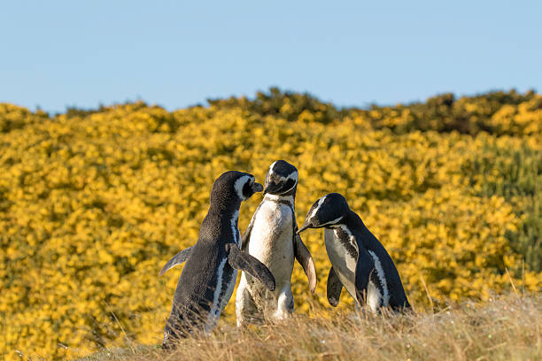 Monumento Natural Los Pingüinos